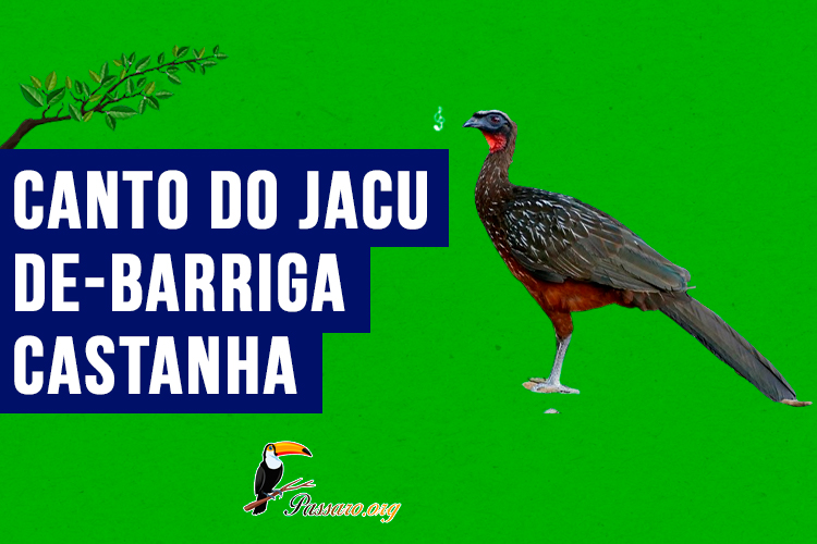 canto do Jacu-de-barriga-castanha