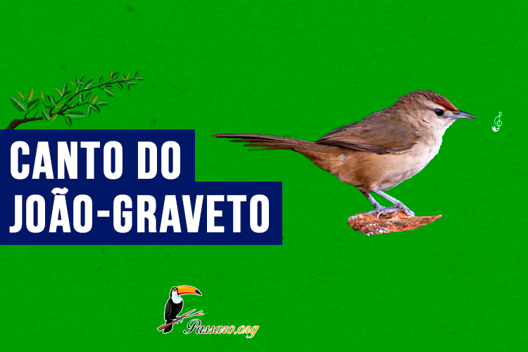 canto do João-graveto