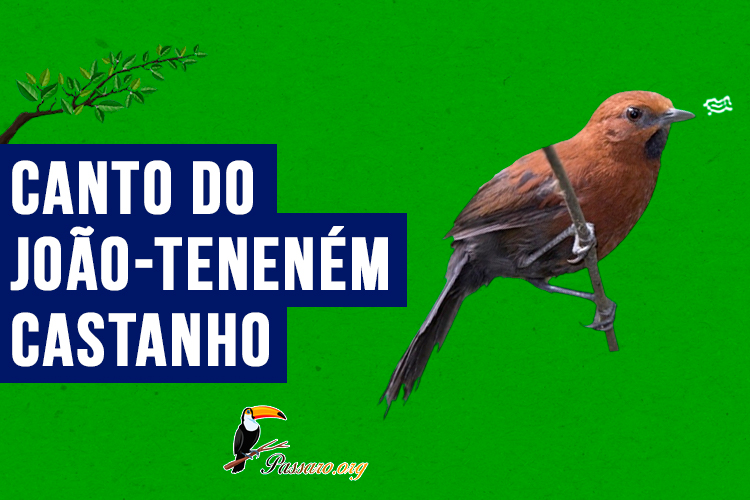 canto do Joao-tenenem-castanho