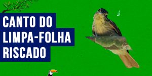 canto do Limpa-folha-riscado