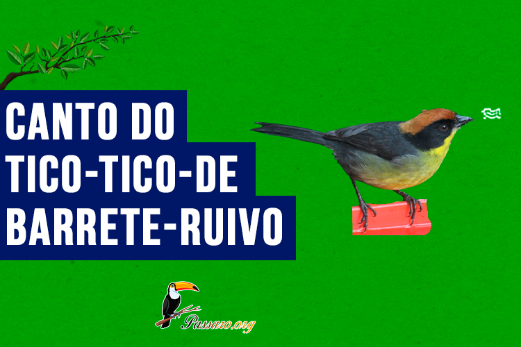 canto do Tico-tico-de-barrete-ruivo