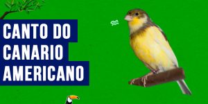 canto do canario americano