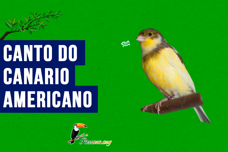 canto do canario americano