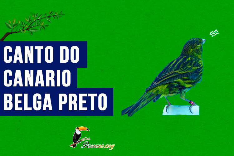 canto do canario belga preto