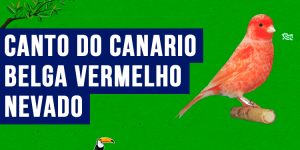 canto do canario-belga-vermelho-nevado