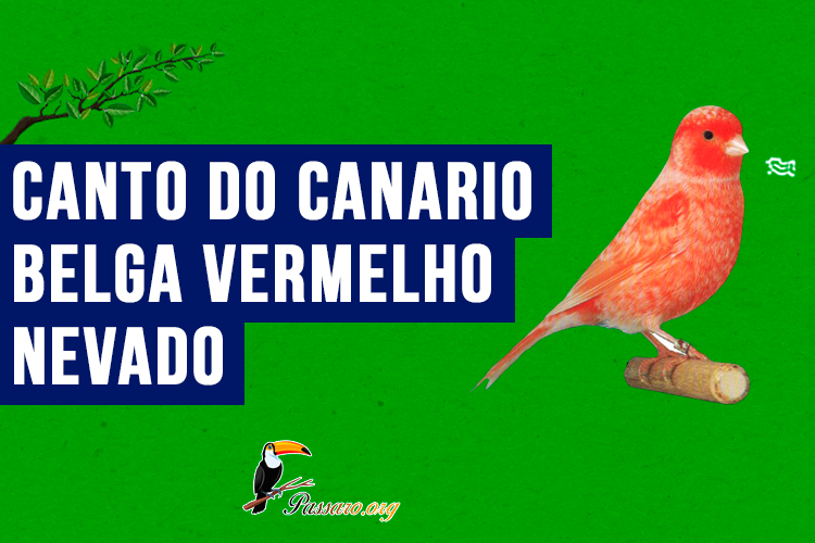 canto do canario-belga-vermelho-nevado