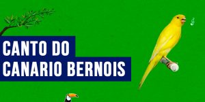 canto do canario bernois