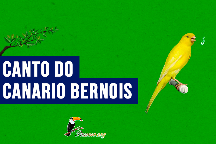 canto do canario bernois