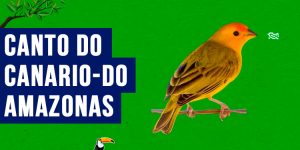 canto do canario-do-amazonas