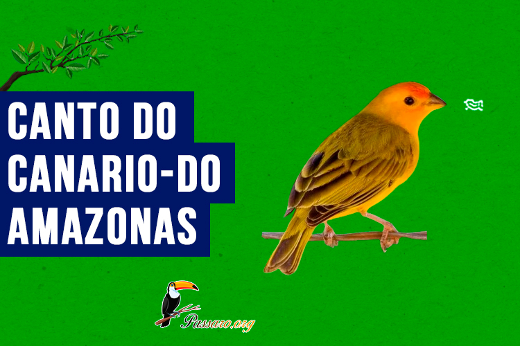 canto do canario-do-amazonas