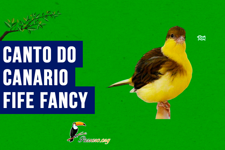 canto do canario fife fancy