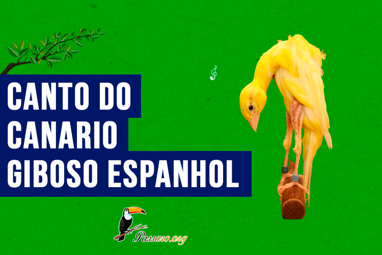 canto do canario giboso espanhol