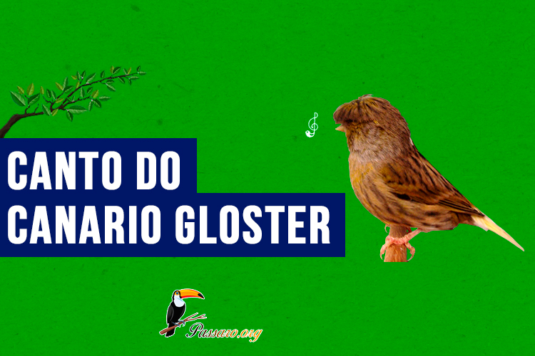 canto do canario gloster