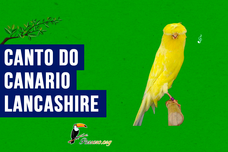 canto do canario lancashire