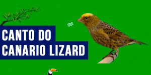 canto do canario lizard