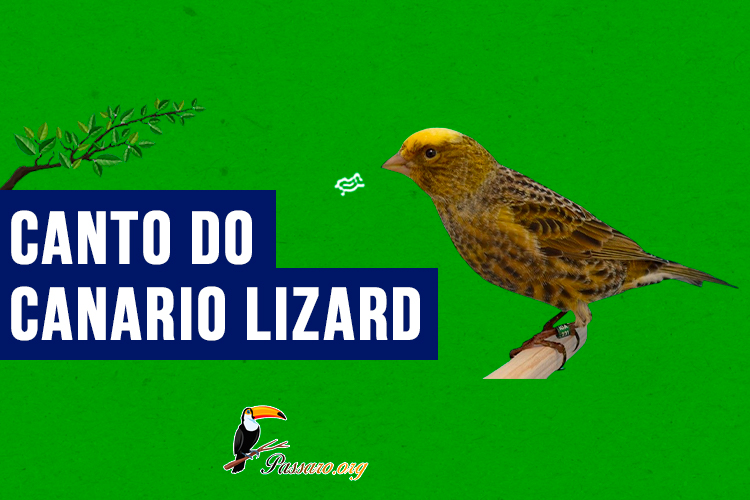 canto do canario lizard