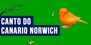 canto do canario norwich