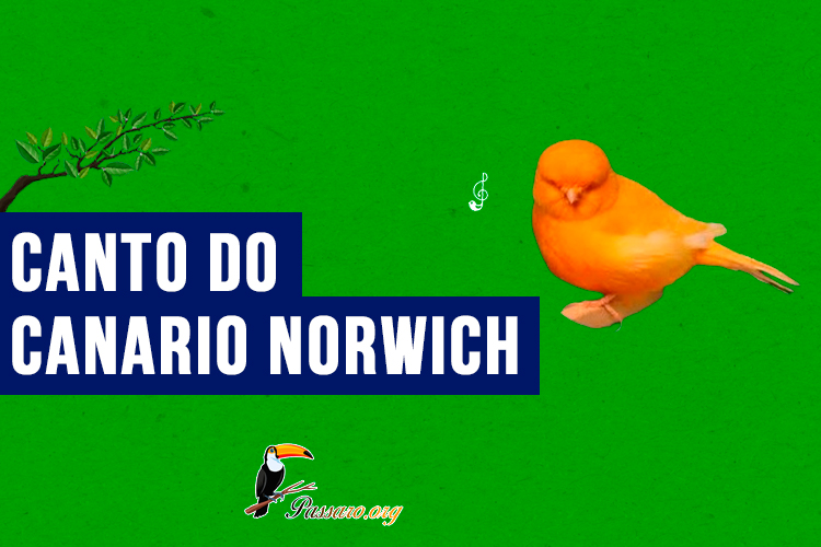 canto do canario norwich