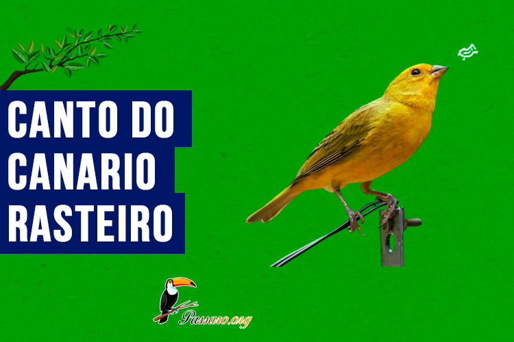 canto do canario-rasteiro