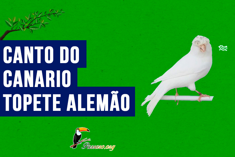 canto do canario topete alemao