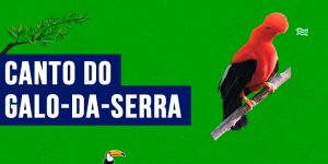 canto do galo-da-serra