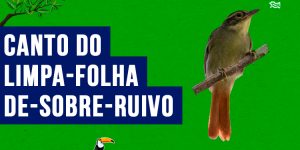 canto do limpa-folha-de-sobre-ruivo