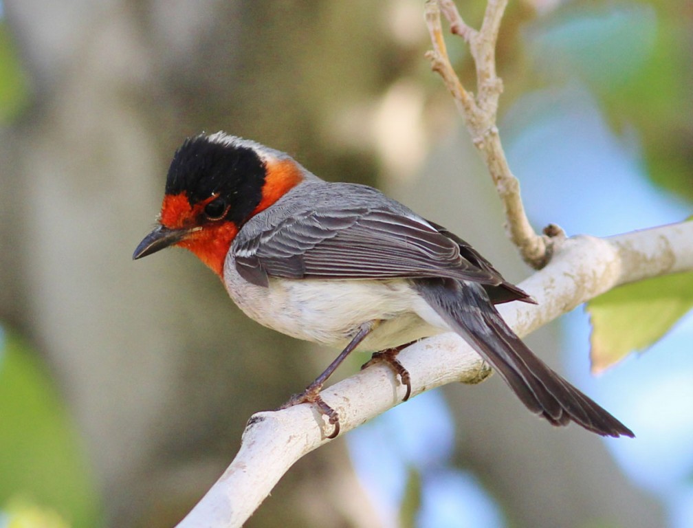 canto do mariquita-de-cara-vermelha