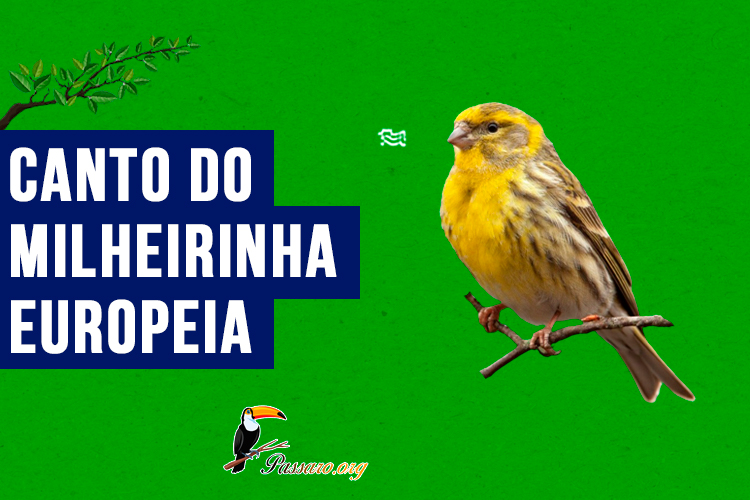 canto do milheirinha-europeia