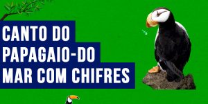 canto do papagaio-do-mar com chifres