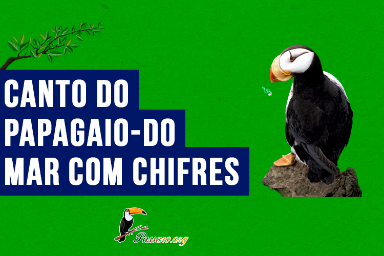 canto do papagaio-do-mar com chifres