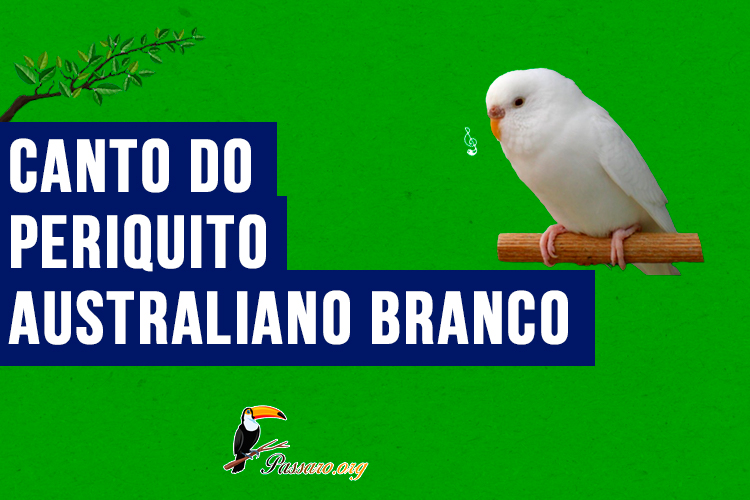 canto do periquito australiano branco