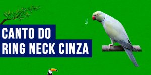 canto do ring neck cinza