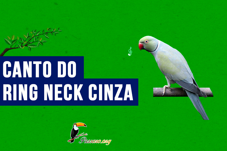 canto do ring neck cinza