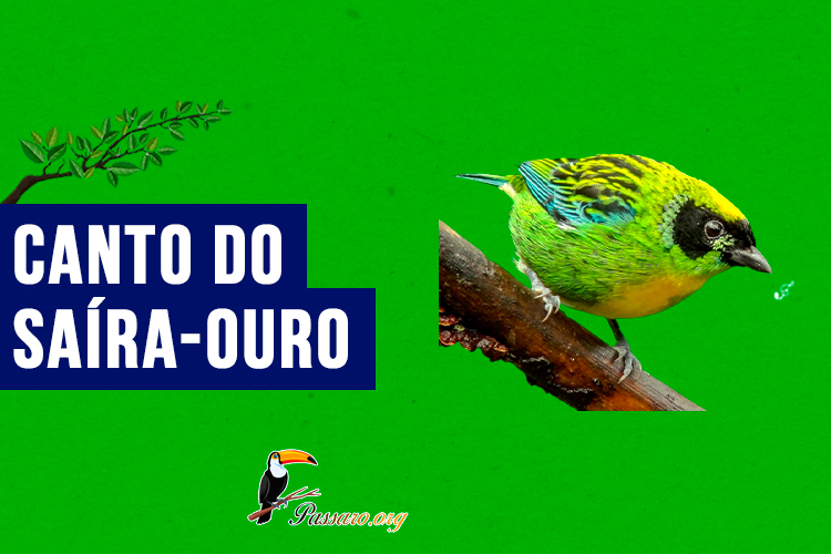 canto do saíra-ouro