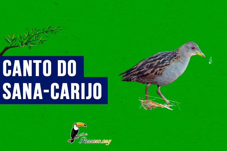 canto do sana-carijo