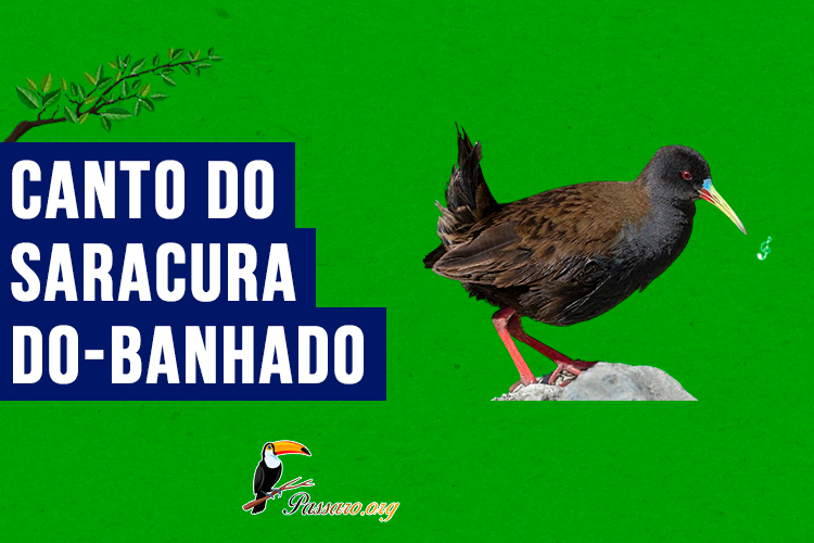 canto do saracura-do-banhado