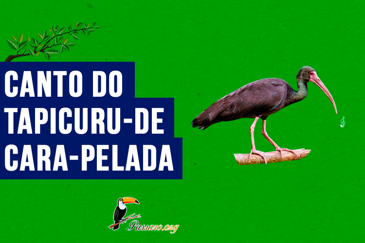 canto do tapicuru-de-cara-pelada