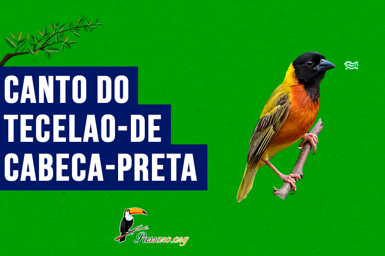 canto do tecelao-de-cabeca-preta