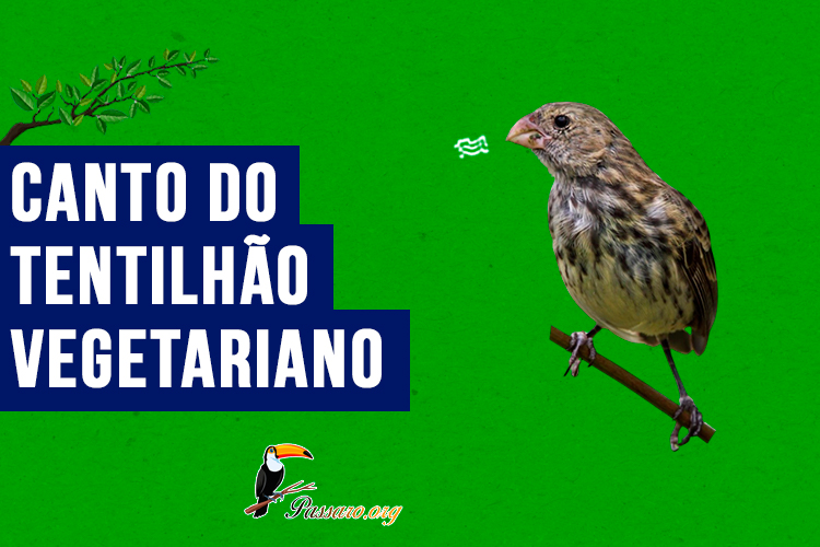 canto do tentilhao vegetariano