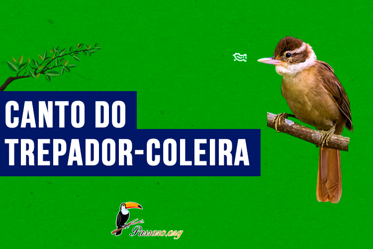 canto do trepador-coleira