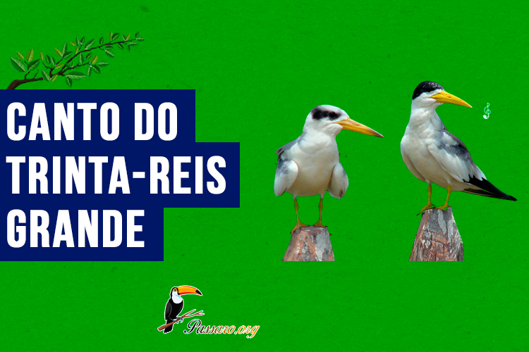 canto do trinta-reis-grande