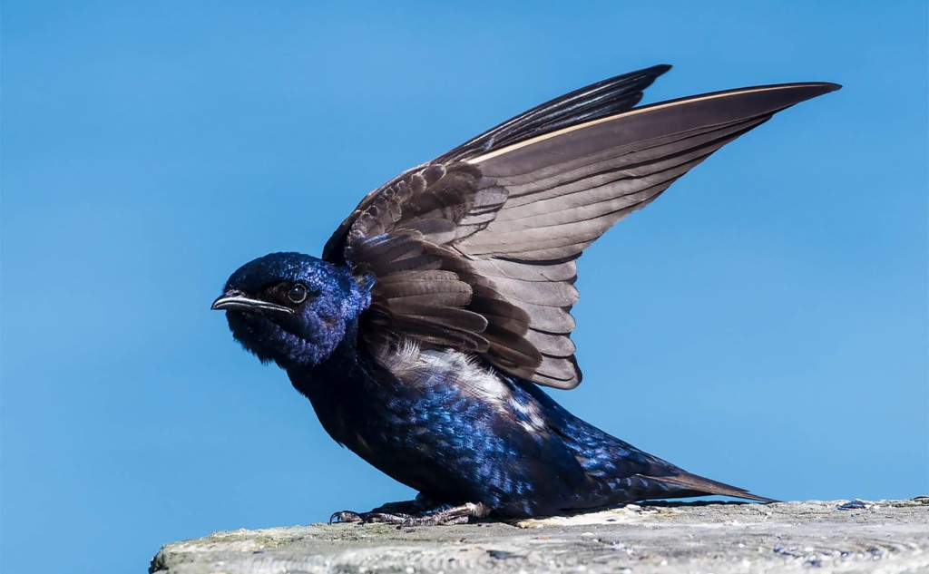 características da andorinha-azul