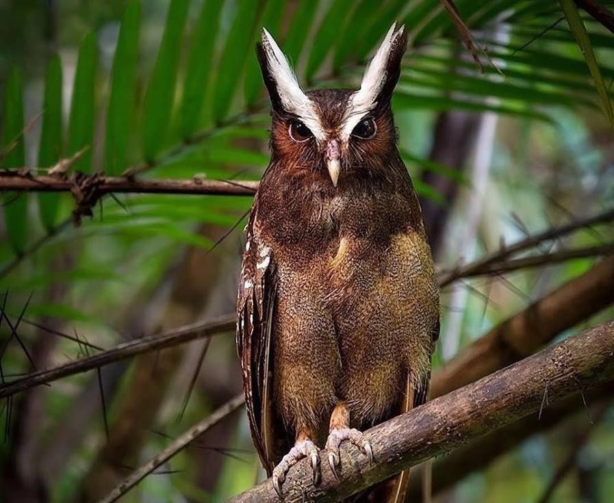 características da coruja-de-crista