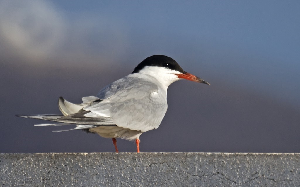 características da gaivina-de-nuca-preta -1