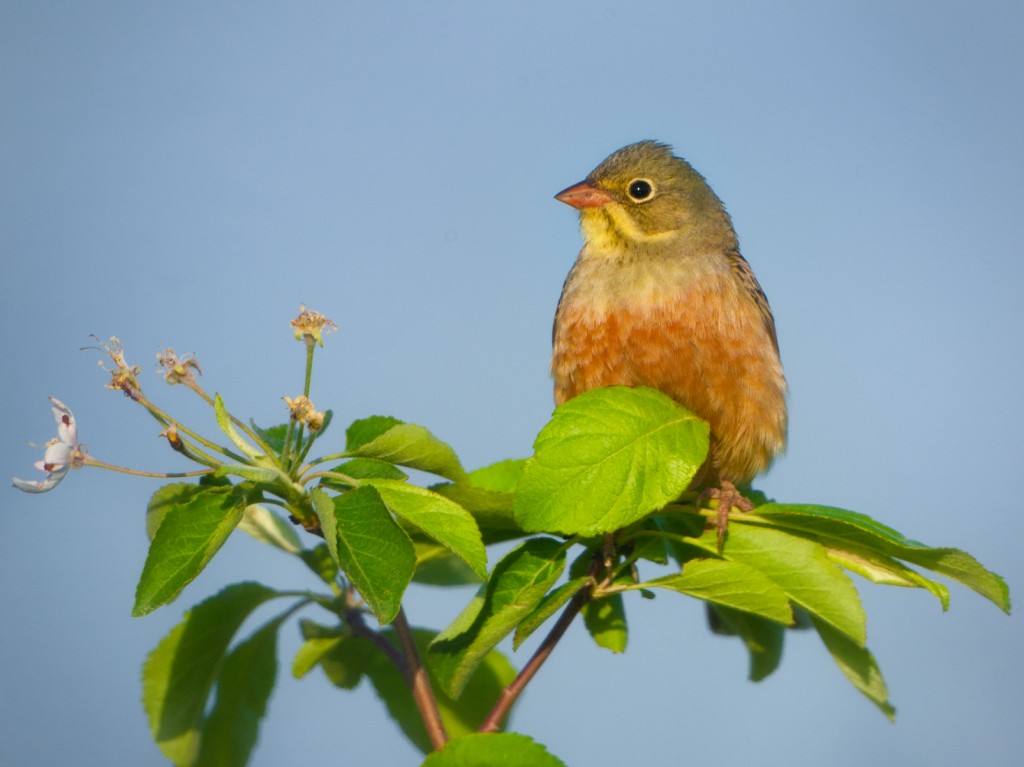 caracteristicas da hortulana