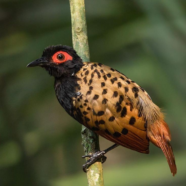 características da mae-de-taoca