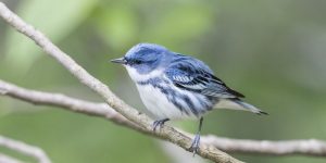 caracteristicas da mariquita-azul