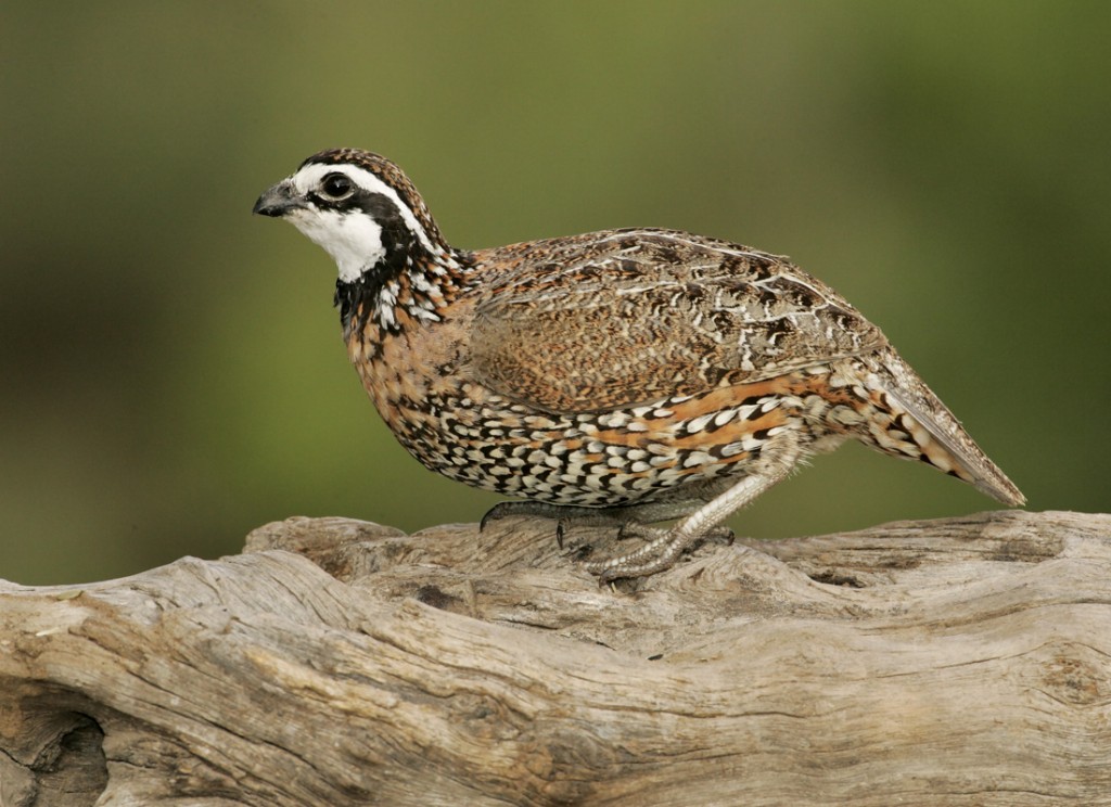 características da perdiz-da-virgínia