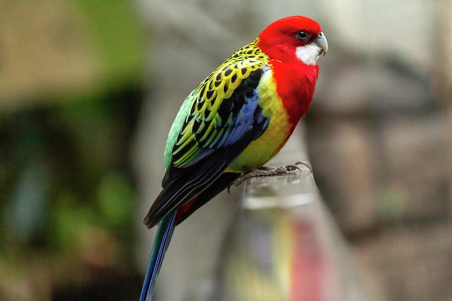 características da rosela-multicolorida