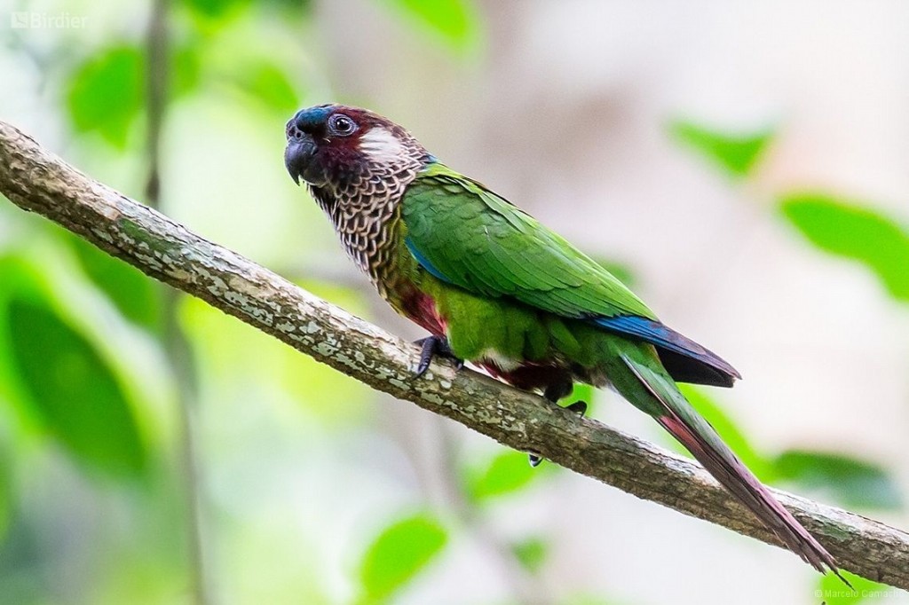 características da tiriba-de-testa-azul